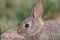 Baby Cottontail Rabbit Portrait