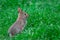 Baby cottontail rabbit sits up in green grass