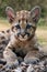 Baby cougar, mountain lion or puma