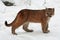 Baby cougar in the snow