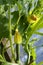 Baby courgettes with young flowers