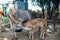 Baby cow drinking milk from mother cow. Longshot of a calf drinking milk from cow in remote village.