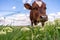 Baby cow grazing on a field with green grass and blue sky, little brown calf looking at the camera, cattle on a country side,