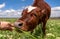 Baby cow grazing on a field with green grass and blue sky, little brown calf looking at the camera, cattle on a country side,