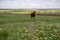 Baby cow grazing on a field with green grass and blue sky, little brown calf looking at the camera, cattle on a country side,