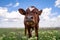 Baby cow grazing on a field with green grass and blue sky, little brown calf looking at the camera, cattle on a country side,