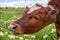 Baby cow grazing on a field with green grass and blue sky, little brown calf looking at the camera, cattle on a country side,