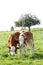 Baby cow on meadow, calf portrait close up look in camera