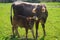 Baby cow and mother cow looking to camera. Marmaris Turkey. Praire background. Ornate brown cows. Sunlights