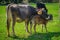 Baby cow and mother cow. Marmaris Turkey. Praire background. Ornate brown cows. Sunlights