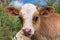 Baby cow on a mountain pasture looking at the camera