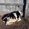 Baby Cow Relaxing soaking up the last of the afternoon sun