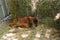 Baby Cow Resting on Straw