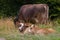 Baby cows on a mountain pasture looking at the camera