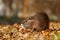 Baby coypu