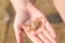 Baby crab on the child\'s hand