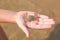 Baby crab on the child\'s hand