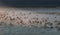 Baby crabs in a swarm on the beach