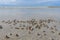 Baby crabs in a swarm on the beach