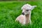 A Baby Crea Alpaca in Oregon