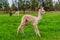 A Baby Crea Alpaca in Oregon
