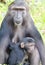 Baby Crested black macaque monkey