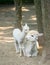 Baby Cria alpaca with its mother standing beside