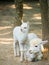 Baby Cria alpaca with its mother standing beside