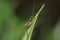 A Baby Cricket on a leaf