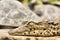 Baby crocodile - closeup