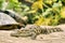 Baby crocodile - focus on eyes