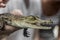 Baby crocodile from the mangroves in Sri Lanka