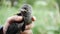 Baby Crow Rescue, Girl Feeding a Lost Raven Bird, Crow Cub in Hands Eating Worms