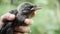 Baby Crow Rescue, Girl Feeding a Lost Raven, Crow Cub in Hands, Closeup Bird Vie