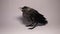 Baby crow on white background in exotic vet clinic. It\'s called Western jackdaw