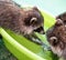 Baby cub raccoon plays with his friends