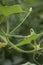 Baby Cucumber on the Vine in the Garden in the Summer.