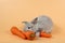 Baby cute brown easter bunny rabbit eatting carrots on orange background