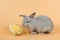 Baby cute brown easter bunny rabbit eatting corn on orange background