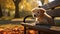 a baby cute dog relaxing and sitting on a park bench in autumn