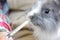 Baby cute rabbit eating goat milk from syringe in woman hand