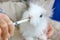 Baby cute rabbit eating goat milk from syringe in woman hand