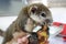 Baby cute squirrel enjoy eating banana food in human hand