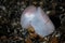 Baby Cuttlefish in Lembeh Strait