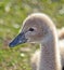 Baby (cygnet) Australian Black Swan