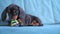 Baby dachshund plays and nibbles silicone toy to scratch teeth a