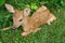 Baby Deer