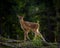 Baby Deer Bambi in the Forest during Summer