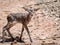 Baby deer (Cervus elaphus) in summer in a dry forest in a hot da