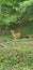 Baby deer eats fresh vegetation